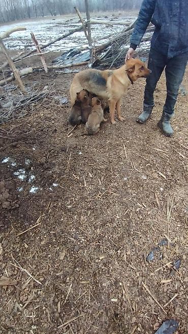 Продажа собак