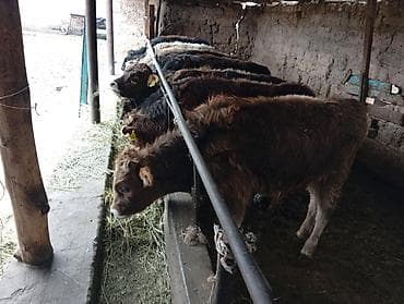 теленок сколько стоит: Продаю | Бык (самец) | Швицкая | На откорм — 2