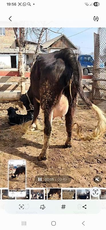 уй корова: Продаю | Корова (самка) | Полукровка | Для молока | После отела — 2