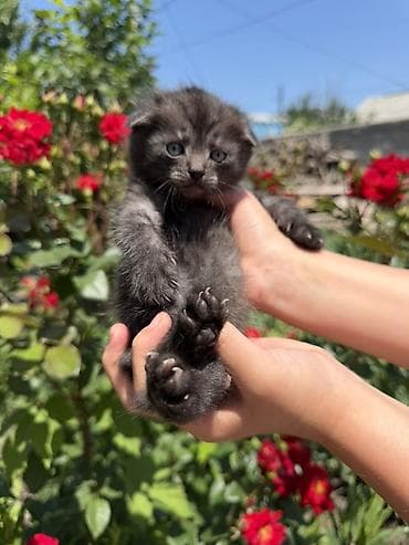 Кошки: Скотиш Фолд (Шотландская вислоухая), 2 месяца, Девочка, Приучена к лотку — 8