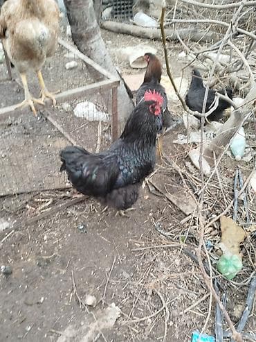 купить индюков: Продаю | Петух | Для разведения — 2