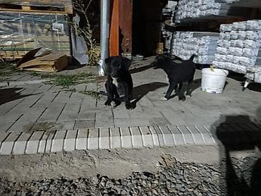 щенки хаски ош: Овчарка, 2 месяца, Самец — 9
