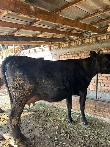 высокодойные коровы: Продаю | Корова (самка) | Для молока | Привязанные — 2