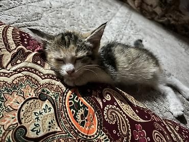 пит: Кошка даром: Беспородная, 2 месяца, Девочка, Приучена к лотку — 6