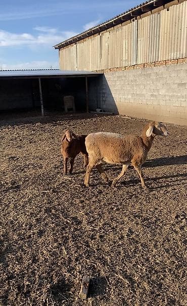 бишкек собака: Сатам | Ургаачы кой (ургаачы), Козу | Көбөйтүү үчүн | Ургаачы — 3