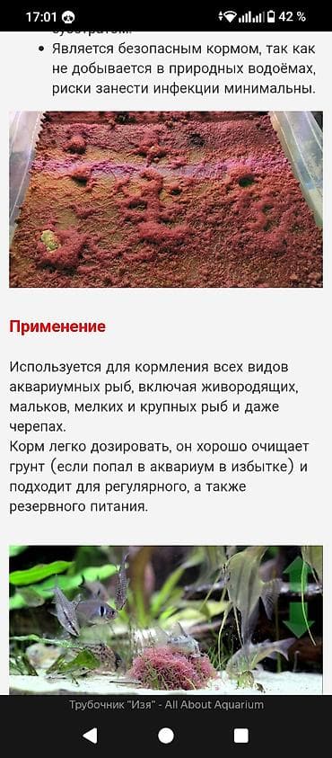 малёк карпа: Продаю домашнего трубочника Изя, разогнанный контейнер,чистый сам — 1