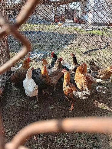 продаю бройлер: Продаю | Куры | Домашняя | Несушки — 2