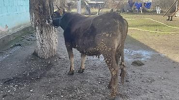 калифорния черви: Продаю | Корова (самка) | Швицкая | Для разведения, Для молока — 3