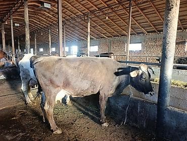 животные кот: Продаю | Корова (самка) | Полукровка | Для молока | Привязанные — 2