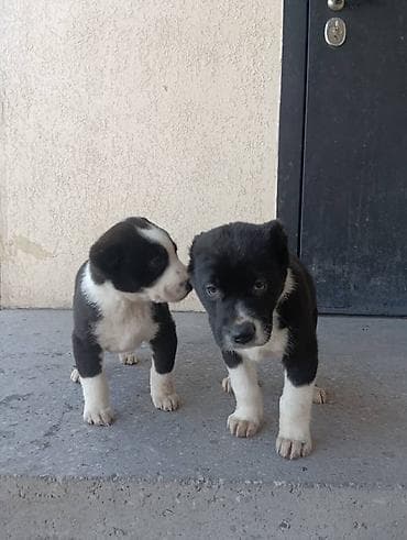 Щенки, черно-белый окрас - Возраст: примерно 1,5 месяца - Окрас
