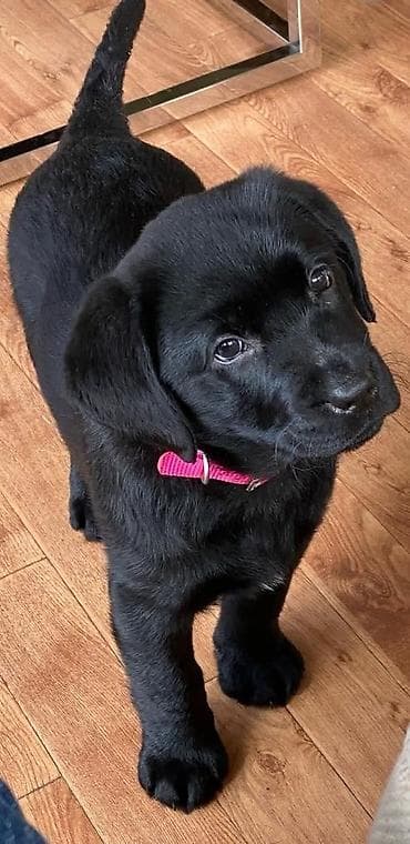 голоден ретривер: Лабрадор-ретривер, 3 месяца, Самец — 1