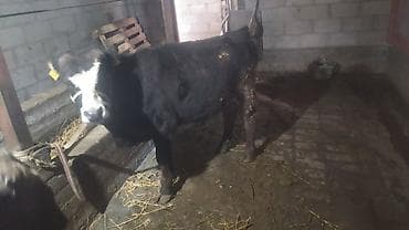 прадаю баран: Продаю | Бык (самец) | Швицкая | На откорм — 5