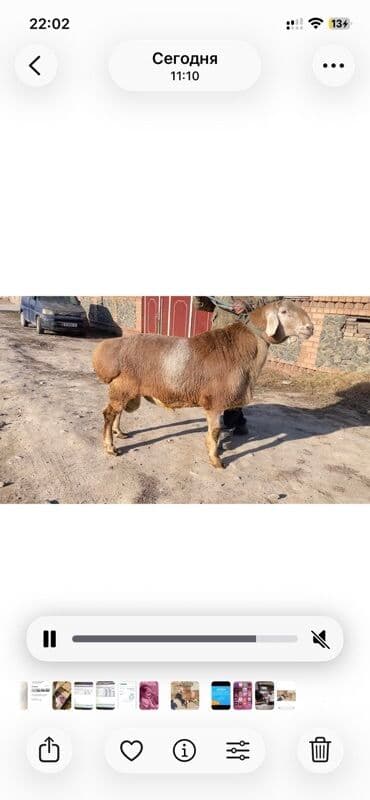 купить собаку доберман в бишкеке: Продаю | Баран (самец) | Арашан | Для разведения | Осеменитель — 1