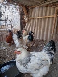 сколько стоит бульдог: Петухи брама 5 месячные в Канте,крупные на племя — 8