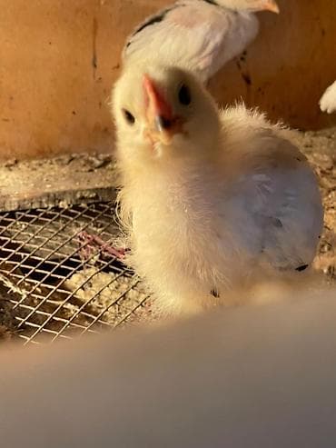 Продаю | Цыплята | Домашняя | Для разведения