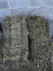 пудель сколько стоит: Продаю тюки/ сено, БЕДЕ, 1 2 3 укос (1, 2 разнотравье) качественное — 1