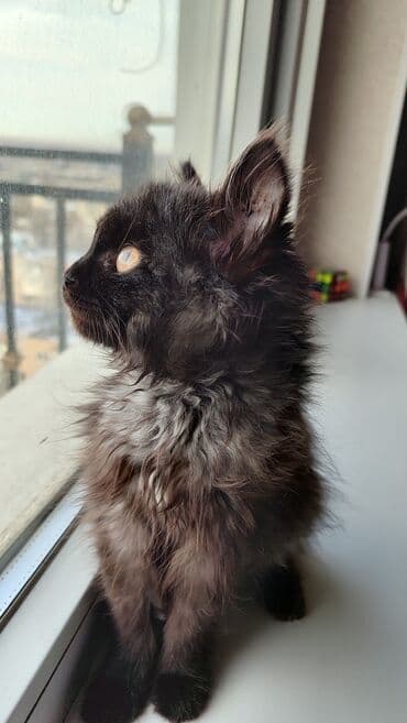 белая шотландская вислоухая кошка: Беспородная, 1 месяц, Девочка, Черный, Приучена к лотку — 1