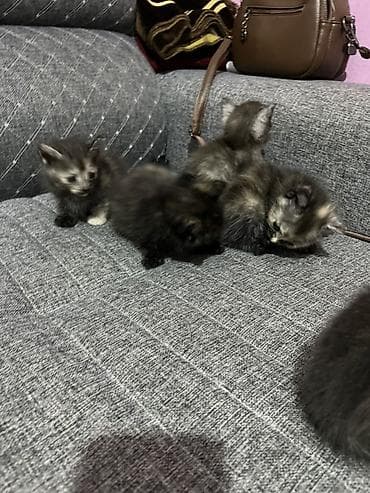 кошки маленькие: Отдам бесплатно в хорошие руки!!!!
Уже самостоятельно едят — 3