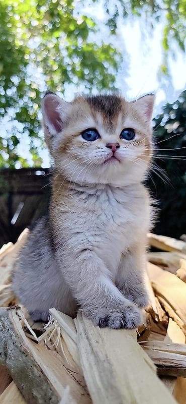 Скотиш Страйт (Шотландская прямоухая), 2 месяца, Девочка, Золотая шиншилла, Приучена к лотку