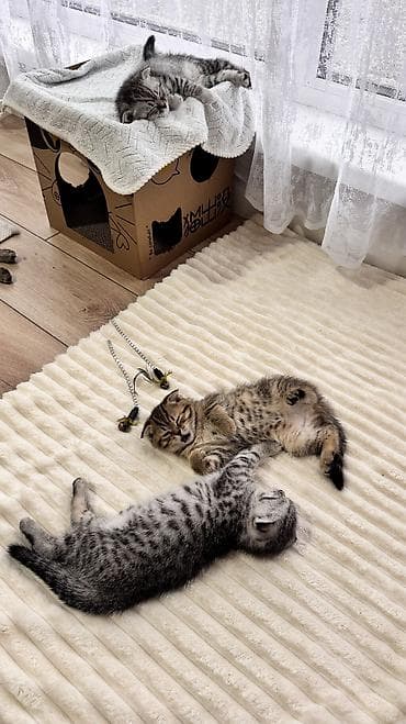 осеменение овец: Скотиш Фолд (Шотландская вислоухая), 2 месяца, Мальчик, Серебристая шиншилла, Приучена к лотку — 8