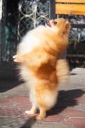 Вязка собак: Шпиц, 3 года, Самка — 9