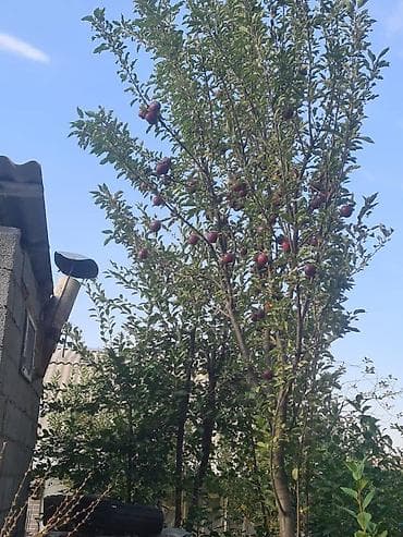 уч коргон: Дача, 200 м², 5 бөлмө, Риелтор — 8