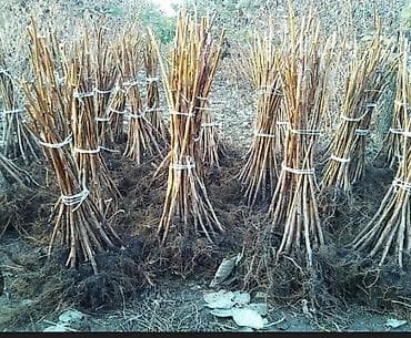 Саженцы малины. Малинанын көчөтү. Сорт местный. Бешинчи жылы. Өзүңөр