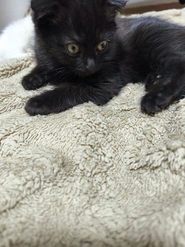 коты купить: Котята, домашние. На фото два малыша: - Белый котёнок с мягкой — 2