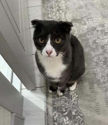 Кот домашний, короткошёрстный, окрас: дымчато‑серый с белыми