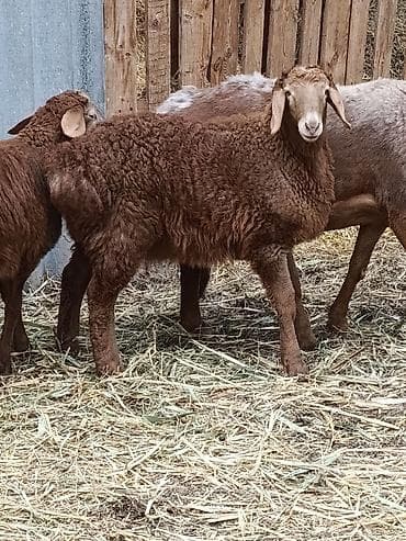 ыссык куле: Сатам | Козу, Кочкор (эркек) | Арашан | Союуга, Көбөйтүү үчүн, Жүн үчүн | Токту — 7