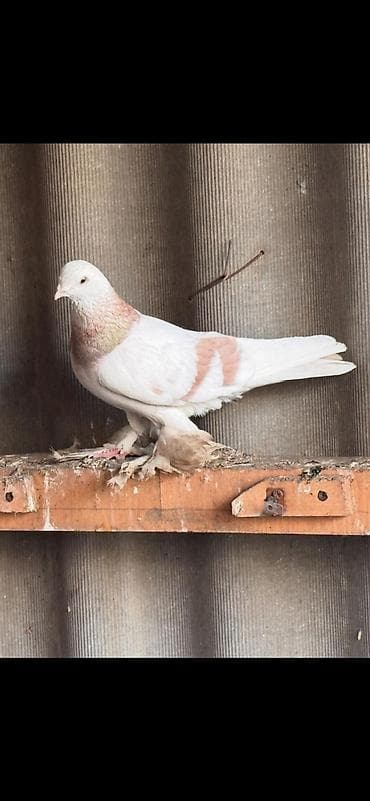 Породаю галуби тасман,такла