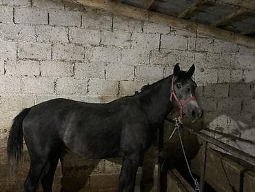 мопс цена бишкек: Продаю | Жеребец | Полукровка | Рабочий | Мерин — 6