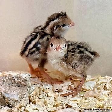 яйцо инкубационное бройлер: Перепела – инкубационные яйца и молодняк. Описание: - Породы/окрасы — 3