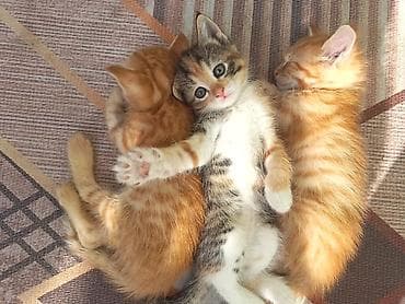 продажа кота: Котята, помёт из трёх малышей: - Два рыжих тигровых (мальчики) с — 1