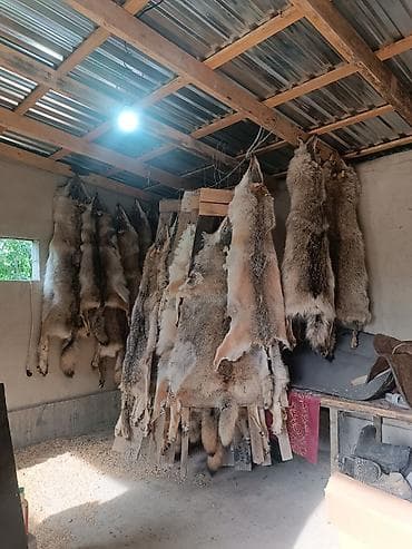 Үй жана бакча: Шкуры волка для выделки и декора - Натуральные шкурки хищника — 1