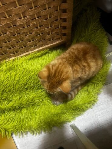 белая кошка: Очень ухоженная но породу Ангорки - Окрас: белый, длинная мягкая — 4