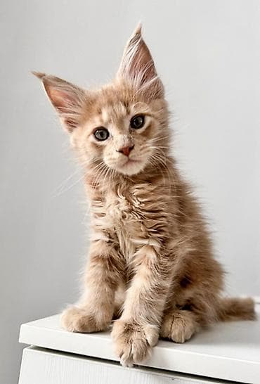 милые котята: Впервые в городе Ош чистокровный Котёнок породы Мейн-кун, окрас — 1