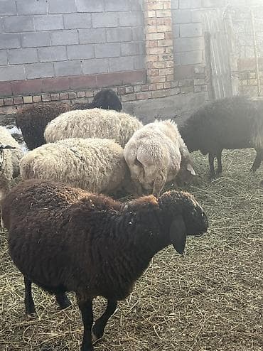 бараны козу: Бооз койлор — 2