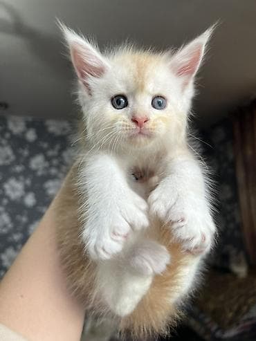 ✨ Эксклюзивные полидактильные мейн-куны ✨ Предлагаются к продаже