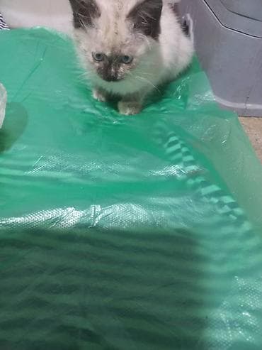 котенок сиамский: Сиамского котёнка, на вид 2-3 месица, худенькая почистили от мусора — 3