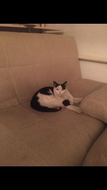 где продают собак: 1 год, Девочка — 9