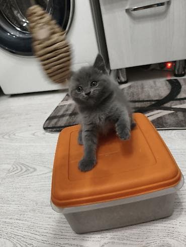 кошка шатланка: Шотландские котята, окрас голубой,лиловый - Порода: шотландская (есть — 1
