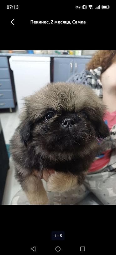 собака немецкий: Пекинес, 2 месяца, Самка — 1