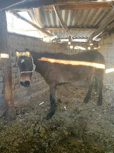 Колбасный цех : Коровы, быки, Бараны, овцы, | Самовывоз