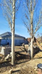 Садовые инструменты и инвентарь: Дрова Самовывоз, Платная доставка — 3