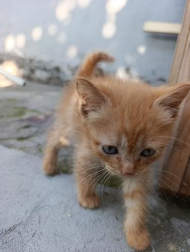 вязка кот: Рыжие котята в добрые руки - Возраст: 1,5 месяца . две девочки и один — 8