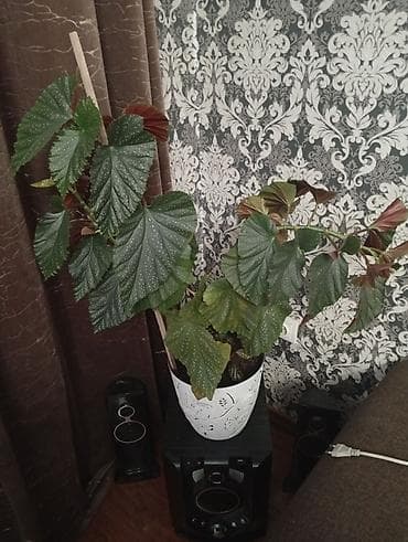 цветы уличный: Продаю комнатные цветы — 6