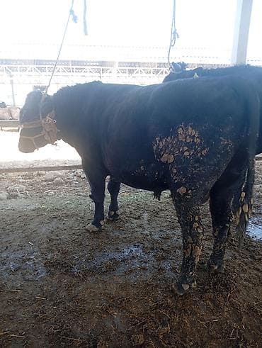 на откорм: Продаю | Бык (самец) | На откорм | Привязанные — 3