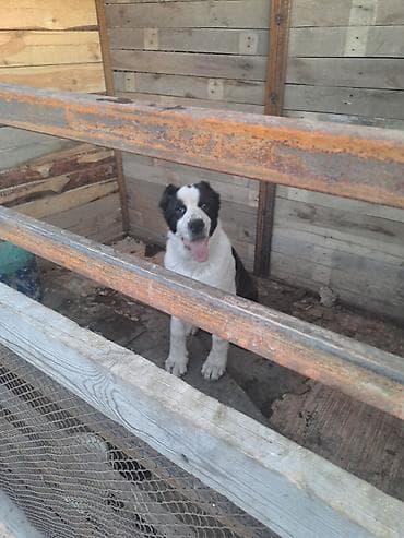 Алабай, 6 месяцев, Самка, С прививкой