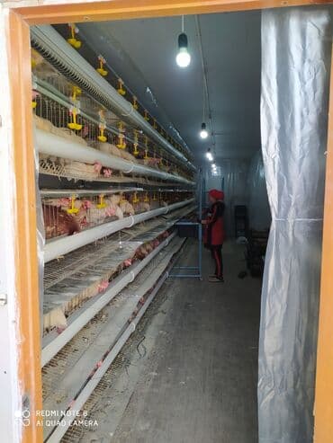 container house дома из контейнеров бишкек, контейнеры в бишкеке фото: Продаю готовый бизнес контейнер для содержания кур несушек со всеми — 6